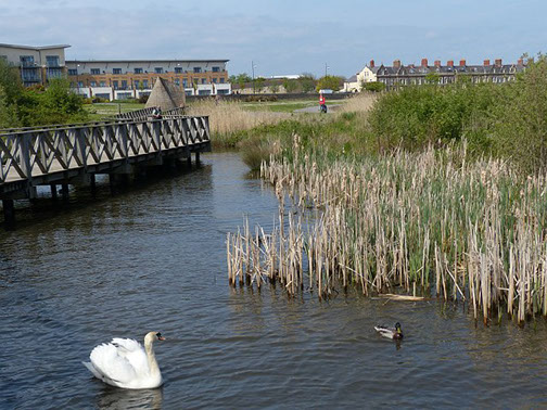 Picture of a pond with a swan and a duck.