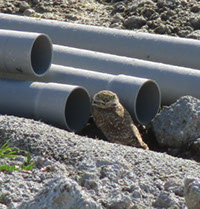 Picture of a Burrowing owl standing next to storm water drian pipes.