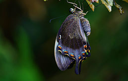 Picture of a butterfly hanging form a flower.