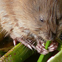 Picture of a beaver chewing on a plant.