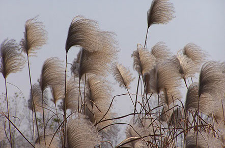 Picture of tall grass.