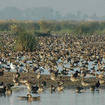 Picture of a large flock of birds in a wetland area.